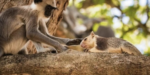 kera-dan-monyet-ternyata-juga-“memelihara”-hewan-lain,-dari-tikus-hingga-rusa