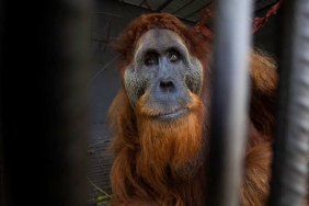 krisna-tidak-bisa-jauh-dari-kehidupan-orangutan