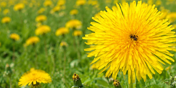 what-dandelions-and-bees-can-teach-us-about-our-responsibilities-to-the-natural-world