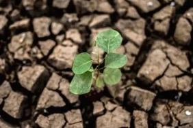 krisis-air-dan-kekeringan-berulang,-greenpeace-desak-pemerintah-bangun-strategi-jangka-panjang