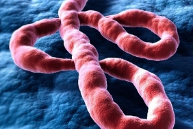 who-sambut-baik-alokasi-vaksin-ebola-ke-republik-demokratik-kongo