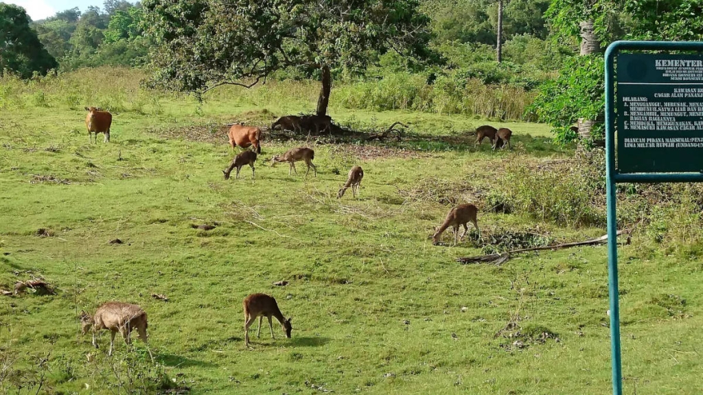 cagar-alam-pananjung-pangandaran,-habitat-rafflesia-patma-di-pesisir-selatan-jawa-barat