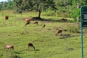 cagar-alam-pananjung-pangandaran,-habitat-rafflesia-patma-di-pesisir-selatan-jawa-barat