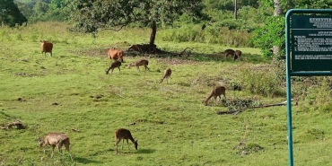 cagar-alam-pananjung-pangandaran,-habitat-rafflesia-patma-di-pesisir-selatan-jawa-barat