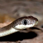 ular-banjang-tupai,-ular-bermata-kucing-dari-hutan-malang-selatan