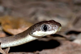 ular-banjang-tupai,-ular-bermata-kucing-dari-hutan-malang-selatan