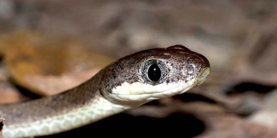 ular-banjang-tupai,-ular-bermata-kucing-dari-hutan-malang-selatan