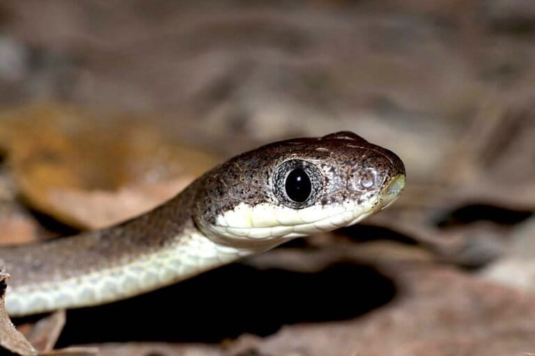 ular-banjang-tupai,-ular-bermata-kucing-dari-hutan-malang-selatan