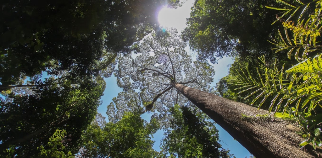 the-world’s-biggest-trees-could-hold-the-secret-to-coping-with-drought