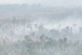 karhutla-kalimantan-makin-buruk,-kabut-asap-ganggu-aktivitas-warga-hingga-lintas-negara