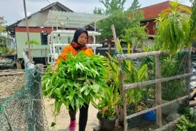 cara-perempuan-wujudkan-ketahanan-pangan-di-pulau-kelapa