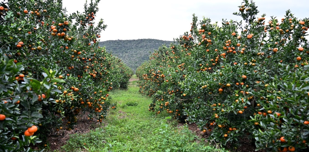 why-water-rights-aren’t-enough-to-fix-south-africa’s-deeply-unequal-farming-sector