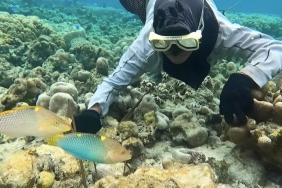 ikan-kakatua,-apakah-ada-hubungannya-dengan-burung-kakatua?
