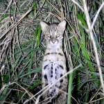 kawin-silang-kucing-hutan-dengan-kucing-domestik-bisa-bawa-penyakit-ke-alam-liar