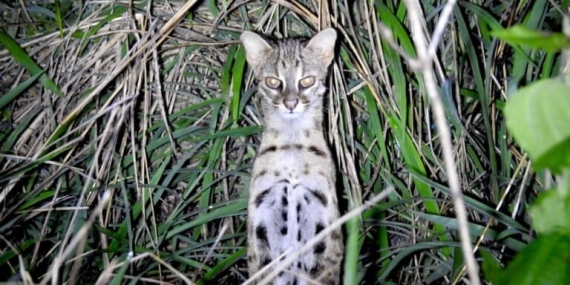 kawin-silang-kucing-hutan-dengan-kucing-domestik-bisa-bawa-penyakit-ke-alam-liar