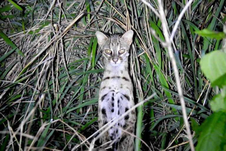 kawin-silang-kucing-hutan-dengan-kucing-domestik-bisa-bawa-penyakit-ke-alam-liar