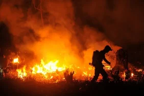 fakta-fakta-dan-dampak-kesehatan-kebakaran-hutan-global