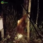 dikepung-api-dan-asap,-tiga-orangutan-kalimantan-terpaksa-turun-ke-pemukiman