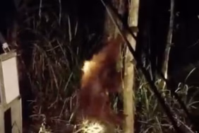dikepung-api-dan-asap,-tiga-orangutan-kalimantan-terpaksa-turun-ke-pemukiman