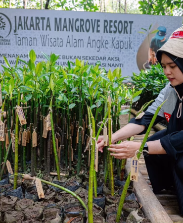 prudential-indonesia-tambah-5.500-mangrove,-perkuat-benteng-alami-pesisir-jakarta