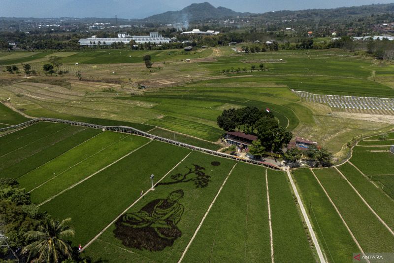karya-seni-pari-corek-sang-buddha-di-area-persawahan-kabupaten-semarang