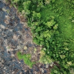 marak-karhutla,-studi-tentang-murahnya-membuka-lahan-dengan-cara-dibakar-jadi-sorotan