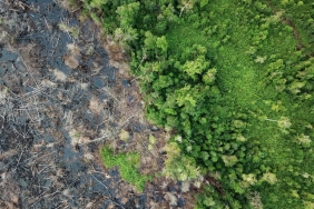 marak-karhutla,-studi-tentang-murahnya-membuka-lahan-dengan-cara-dibakar-jadi-sorotan