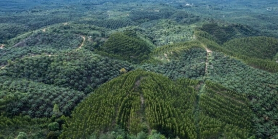 menelusuri-kemitraan-hutan-di-jambi,-berisiko-bagi-habitat-gajah