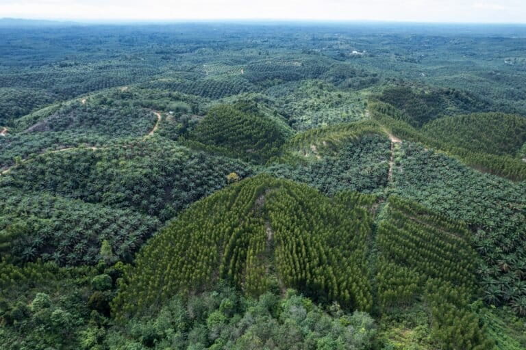 menelusuri-kemitraan-hutan-di-jambi,-berisiko-bagi-habitat-gajah
