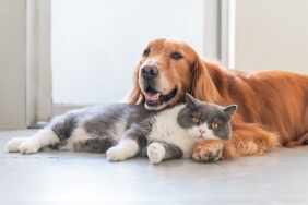 pilih-pelihara-kucing-atau-anjing,-ini-beda-karakternya