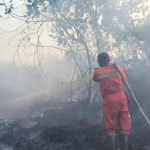 gambut-kalimantan-tengah-terus-membara