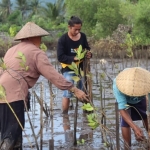 harapan-pulihkan-mangrove-di-tengah-tambak-pesisir-sugian