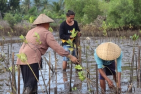 harapan-pulihkan-mangrove-di-tengah-tambak-pesisir-sugian