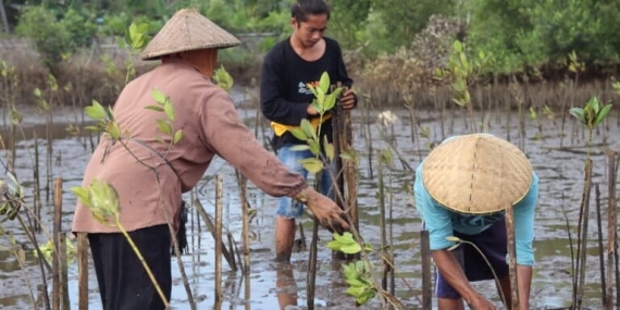 harapan-pulihkan-mangrove-di-tengah-tambak-pesisir-sugian