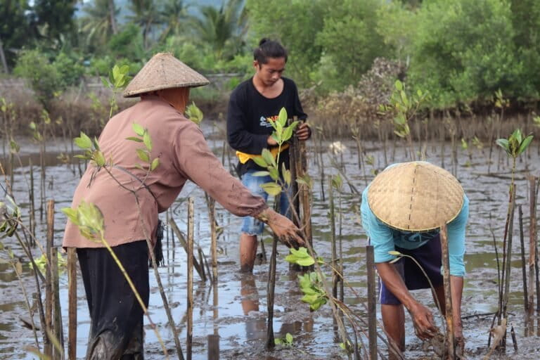 harapan-pulihkan-mangrove-di-tengah-tambak-pesisir-sugian