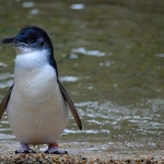 penguin-biru-kecil,-spesies-terkecil-di-dunia-dengan-aktivitas-malam-yang-langka