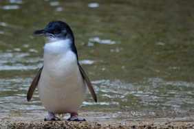 penguin-biru-kecil,-spesies-terkecil-di-dunia-dengan-aktivitas-malam-yang-langka