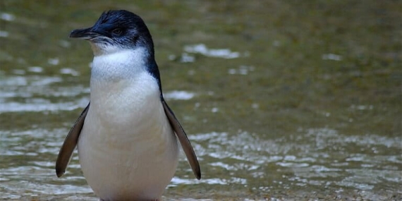 penguin-biru-kecil,-spesies-terkecil-di-dunia-dengan-aktivitas-malam-yang-langka