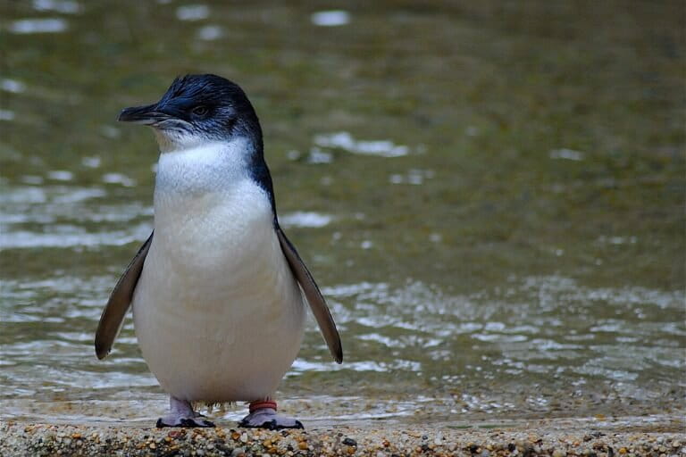 penguin-biru-kecil,-spesies-terkecil-di-dunia-dengan-aktivitas-malam-yang-langka