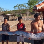 heboh-oarfish-4-meter-terdampar-di-lombok,-benarkah-pertanda-gempa?