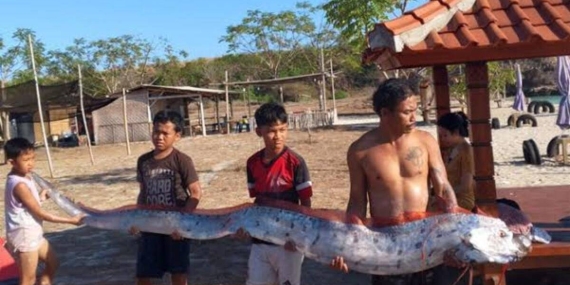 heboh-oarfish-4-meter-terdampar-di-lombok,-benarkah-pertanda-gempa?
