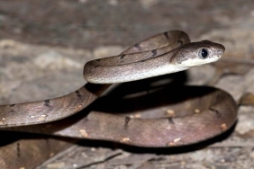 memiliki-mata-kucing,-ular-dari-hutan-malang-selatan-ini-pandai-menyamar