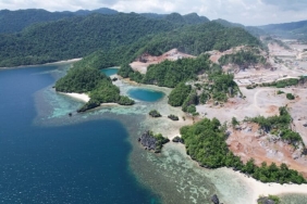 kawasan-konservasi-teluk-moramo,-habitat-penting-napoleon-dalam-ancaman-tambang