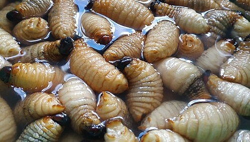 brin-kaji-potensi-ulat-sagu-sebagai-sumber-protein-alternatif