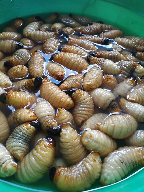 brin-kaji-potensi-ulat-sagu-sebagai-sumber-protein-alternatif