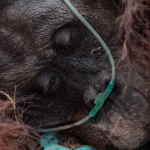 sampurna,-orangutan-yang-tercekik-asap-karhutla-ketapang