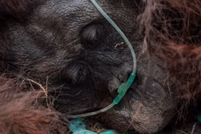 sampurna,-orangutan-yang-tercekik-asap-karhutla-ketapang