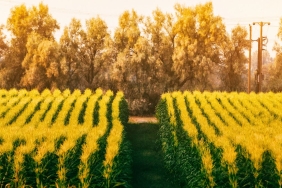 farming-can-help-drive-southern-africa’s-growth-if-countries-in-the-region-make-trade-easier