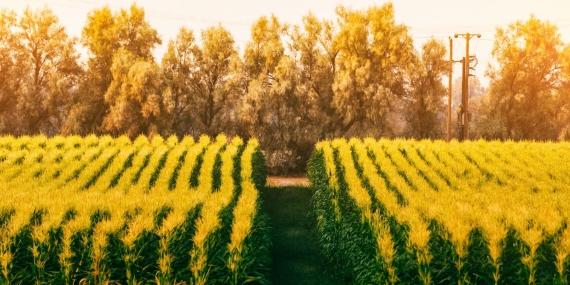 farming-can-help-drive-southern-africa’s-growth-if-countries-in-the-region-make-trade-easier