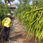 petani-banyuwangi-waswas-tambang-emas-ilegal-[1]